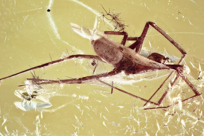 Detailed Fossil Spider (Araneae) In Baltic Amber #372484